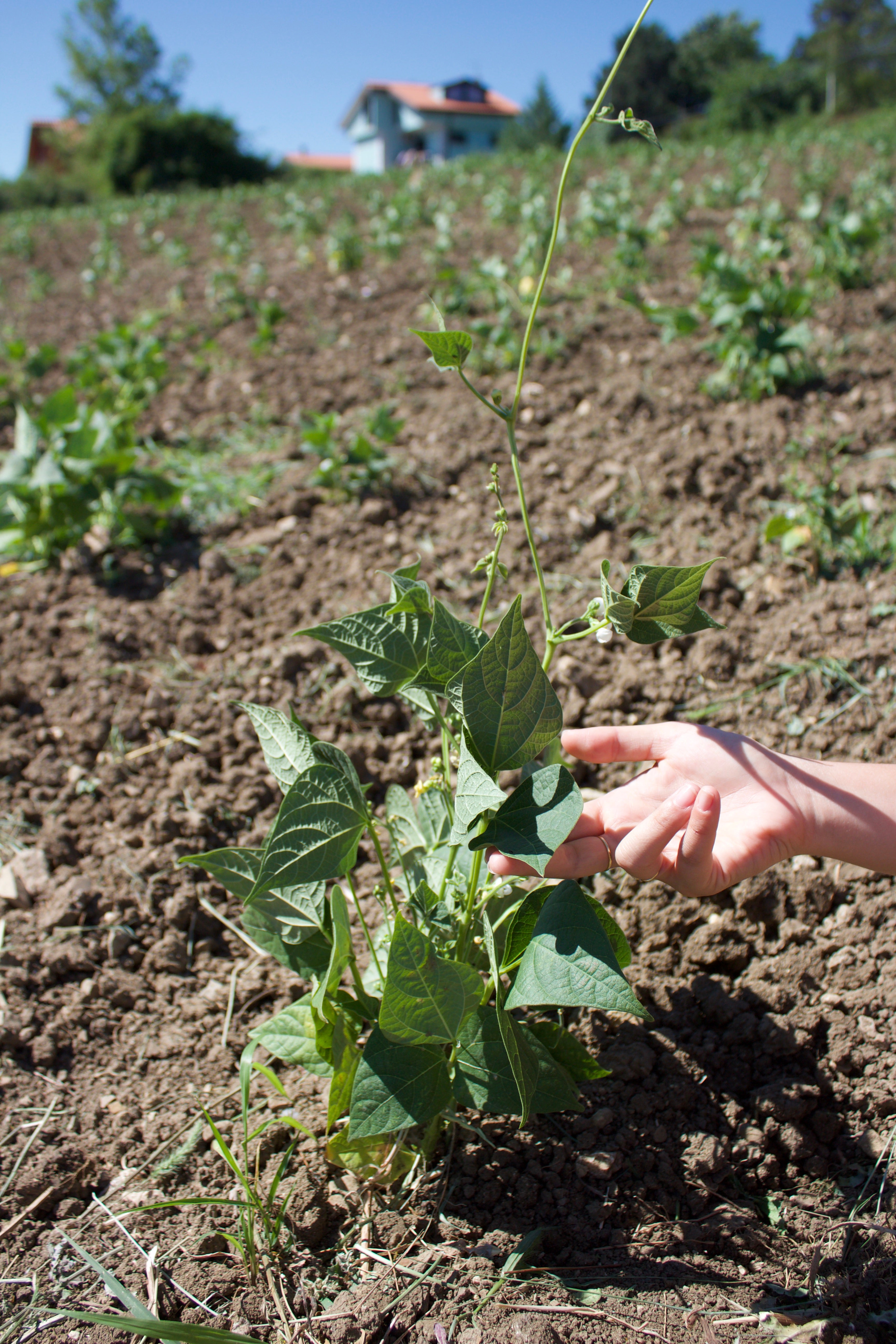 campo di legumi in molise coltivato senza l'utilizzo di pesticidi 