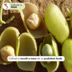la nostra farina di ceci è realizzata con ceci raccolti a mano da un produttore locale nel cuore del Molise