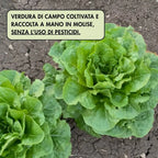 cicoria e fagioli piattelle, piatto pronto realizzato con verdura coltivata e raccolta in Molise, senza l'uso di pesticidi