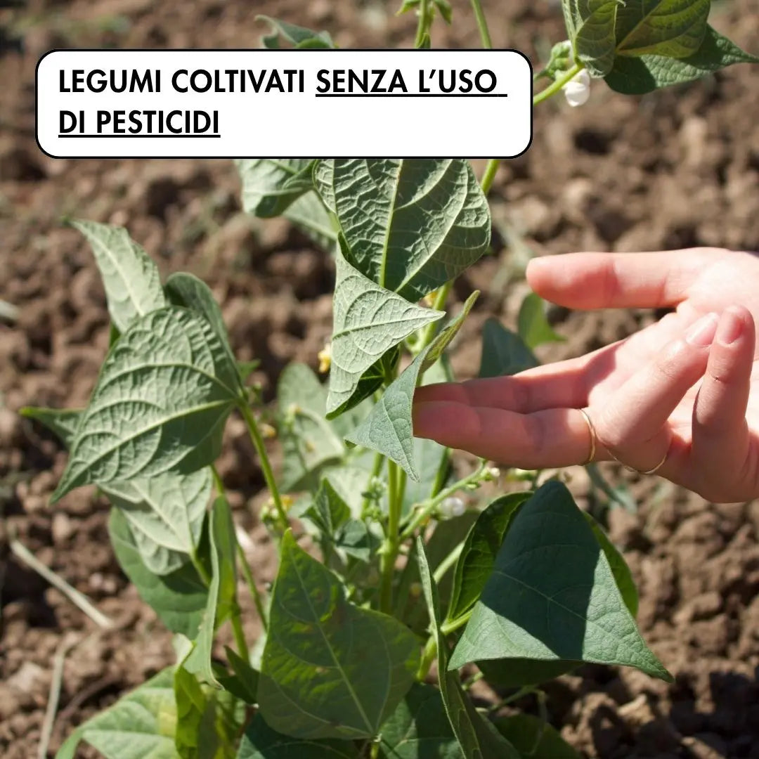 cicoria e fagioli piattelle con fagioli coltivati in Molise senza l'uso di pesticidi