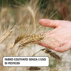 zuppa di legumi e farro con farro coltivato in Molise senza l'uso di pesticidi