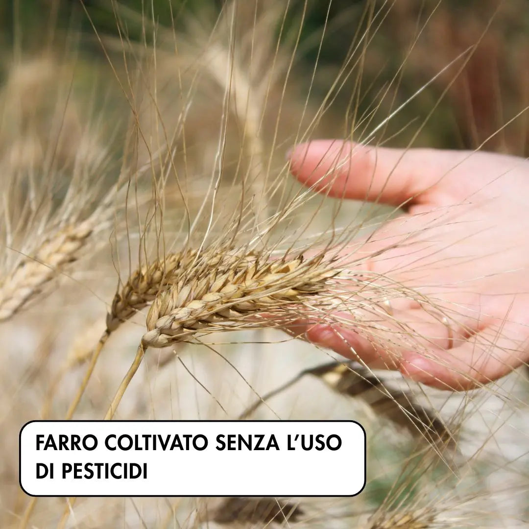 zuppa di legumi e farro con farro coltivato in Molise senza l'uso di pesticidi