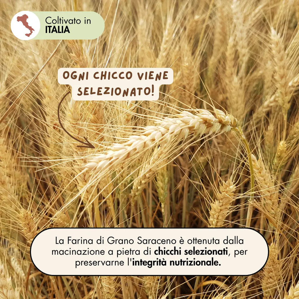 la farina di grano saraceno 100% italiana coltivata in Molise è ottenuta dalla macinazione a pietra di chicchi selezionati, per preservarne l'integrità nutrizionale.