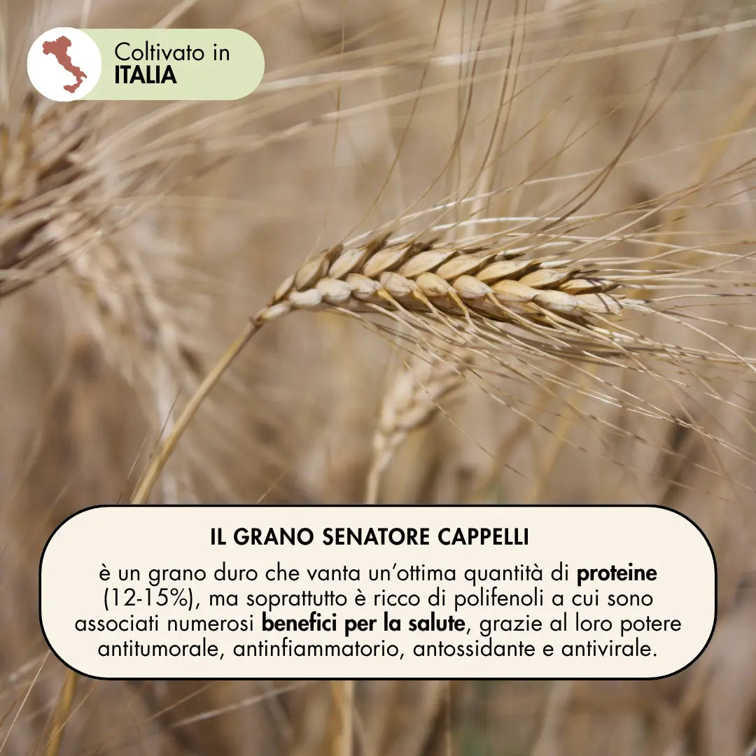 Il grano senatore cappelli è ricco di proteine, ma soprattutto di polifenoli che hanno numerosi benefici per la salute, grazie al loro potere antitumorale, antinfiammatorio, antiossidante e antivirale. 