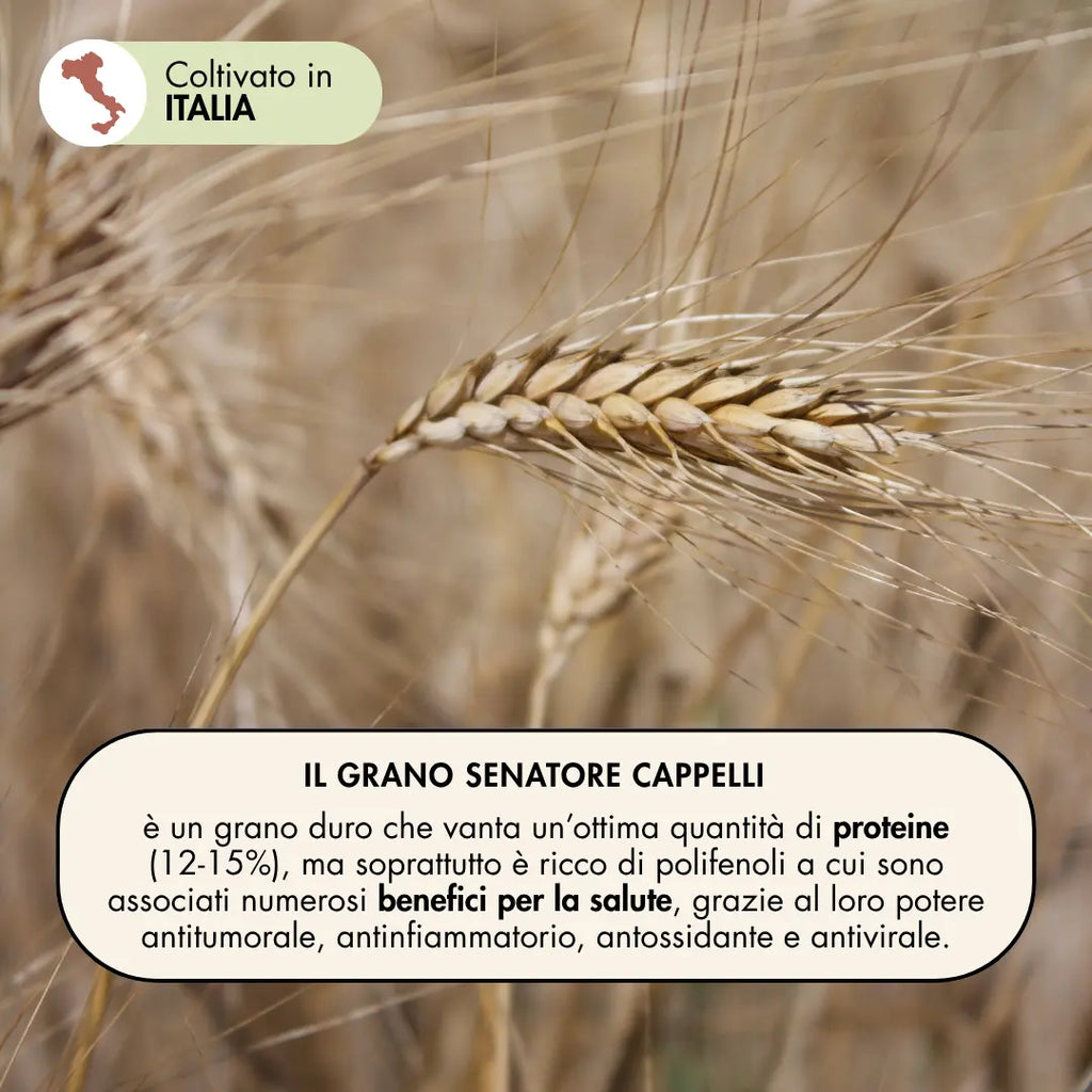 il grano senatore cappelli è un grano di qualità che vanta un'ottima quantità di proteine, ma soprattutto è ricco di polifenoli a cui sono associati numerosi benefici per la salute, grazie al loro potere antitumorale, antinfiammatorio, antiossidante, antivirale.