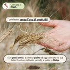 il grano senatore cappelli è un grano antico. La nostra pasta è realizzata con grano senatore cappelli coltivato senza l'uso di pesticidi, raccolto e molito in Molise. 