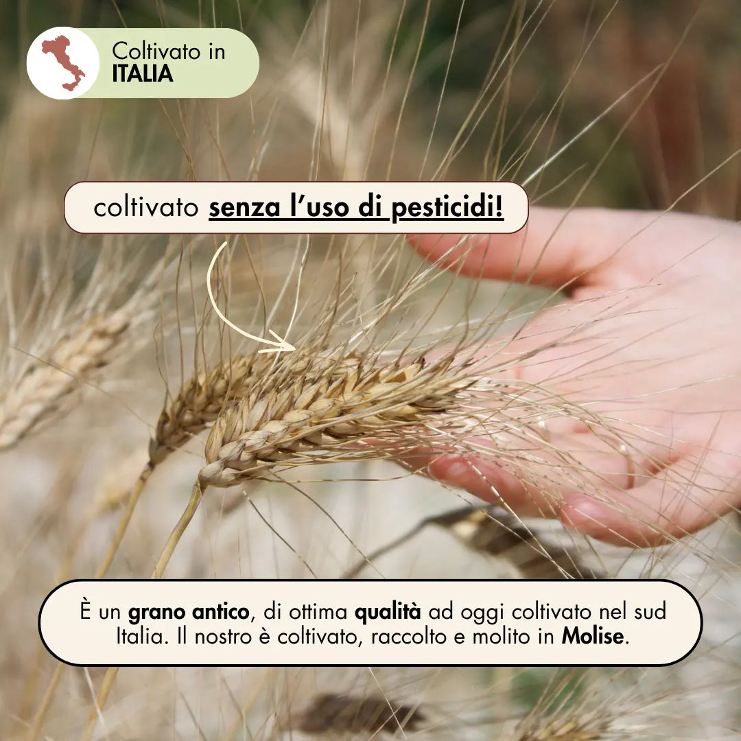 Senatore Cappelli durum wheat flour - 1kg