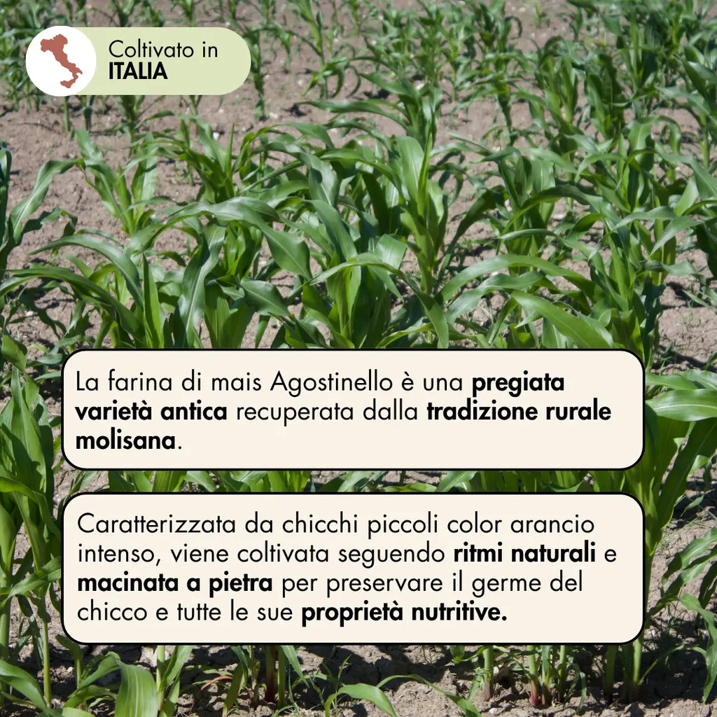 La farina di mais agostinello è una pregiata varietà antica recuperata dalla tradizione rurale molisana. Caratterizzata da chicchi piccoli color arancio intenso, viene coltivata seguendo ritmi naturali e macinata a pietra, per preservare il germe del chicco e tutte le sue proprietà.