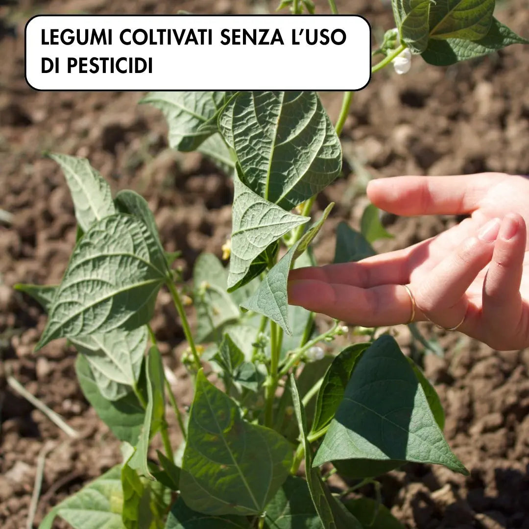 zuppa di legumi e farro con ingredienti coltivati senza l'uso di pesticidi