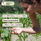 Per realizzare la farina di mais agostinello usiamo Mais 100%  italiano, coltivato in Molise senza l'uso di pesticidi. La filiera è corta e controllata.