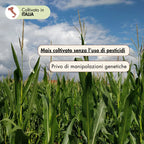 Il mais per la realizzazione della farina di mais agostinello è 100% italiano, coltivato in Molise senza l'uso di pesticidi e privo di manipolazioni genetiche.