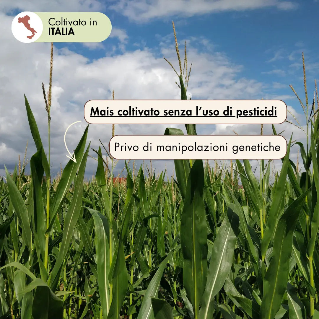 Il mais per la realizzazione della farina di mais agostinello è 100% italiano, coltivato in Molise senza l'uso di pesticidi e privo di manipolazioni genetiche.