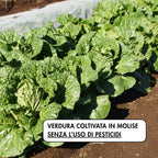 pizza e minestra realizzata con verdura di campo coltivata in Molise senza l'uso di pesticidi